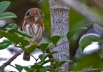 East Brazilian Pygmy Owl